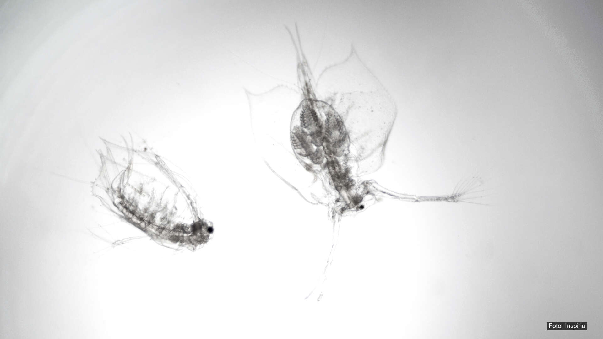 Dyreplankton i nedgang