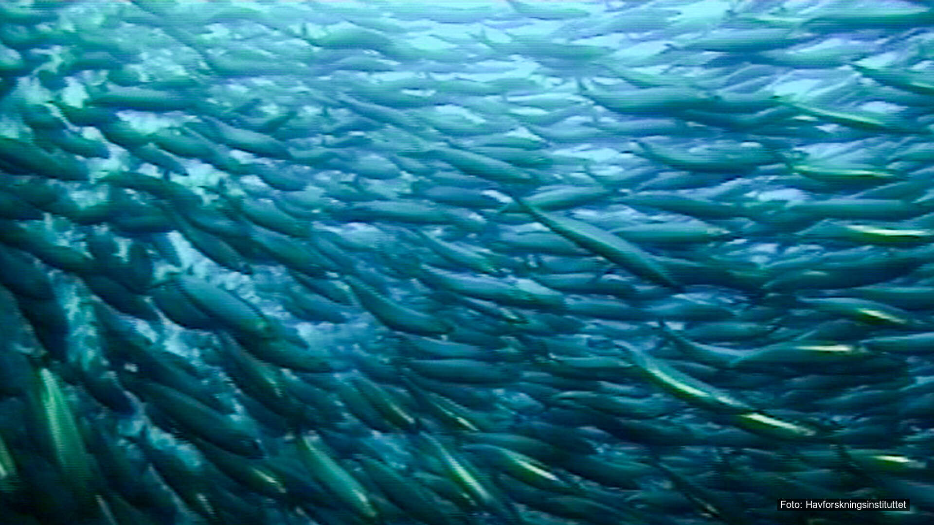 Fiskarter som vandrer mellom elv og sjø