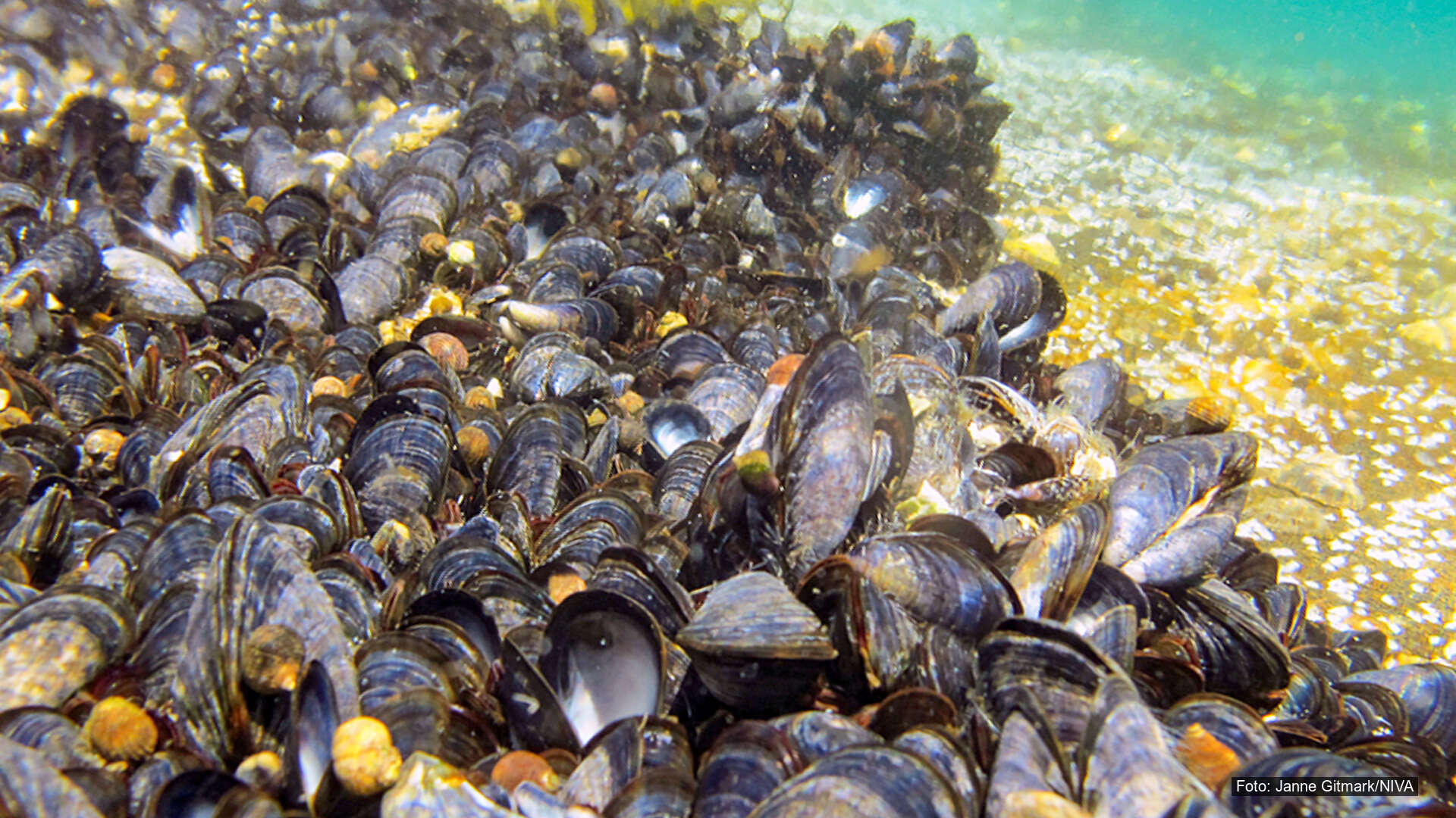 Miljøgifter og advarsler mot inntak av sjømat