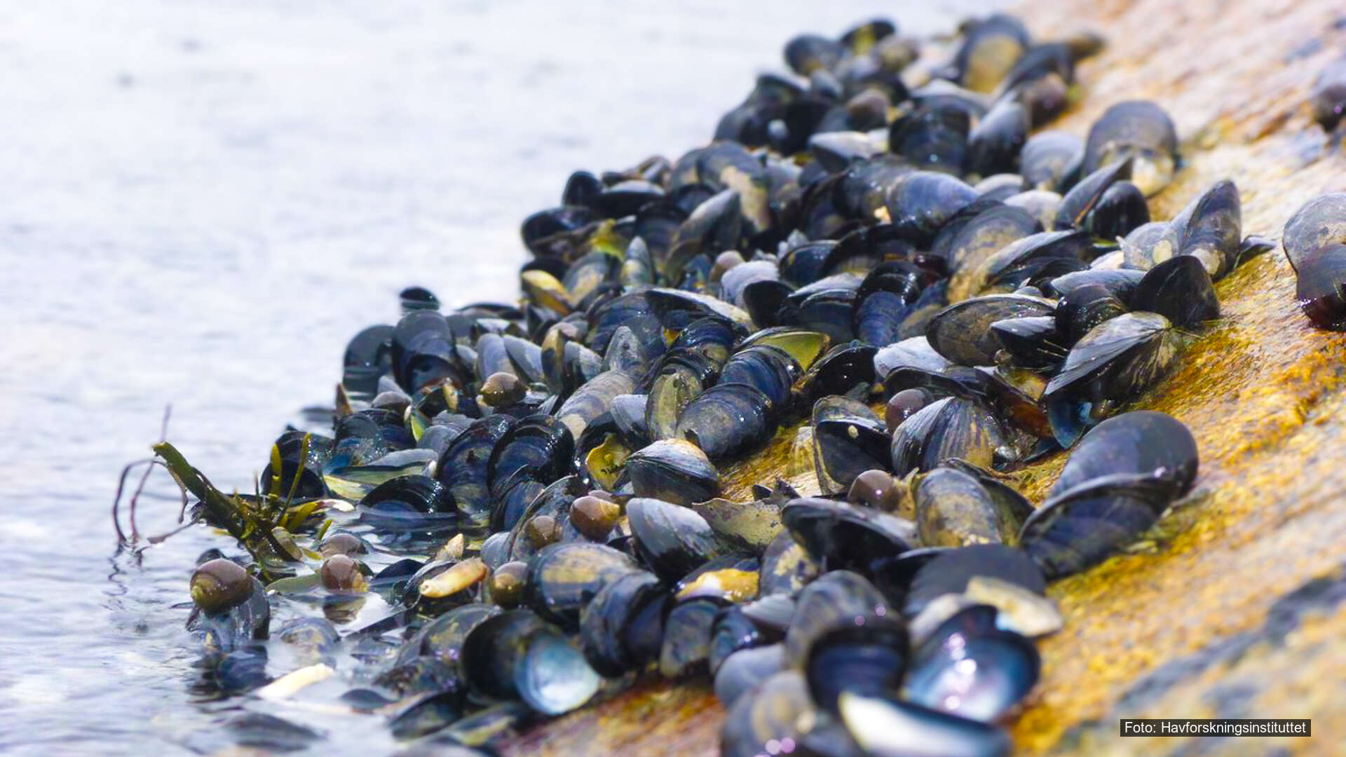 Blåskjell er en nøkkelart