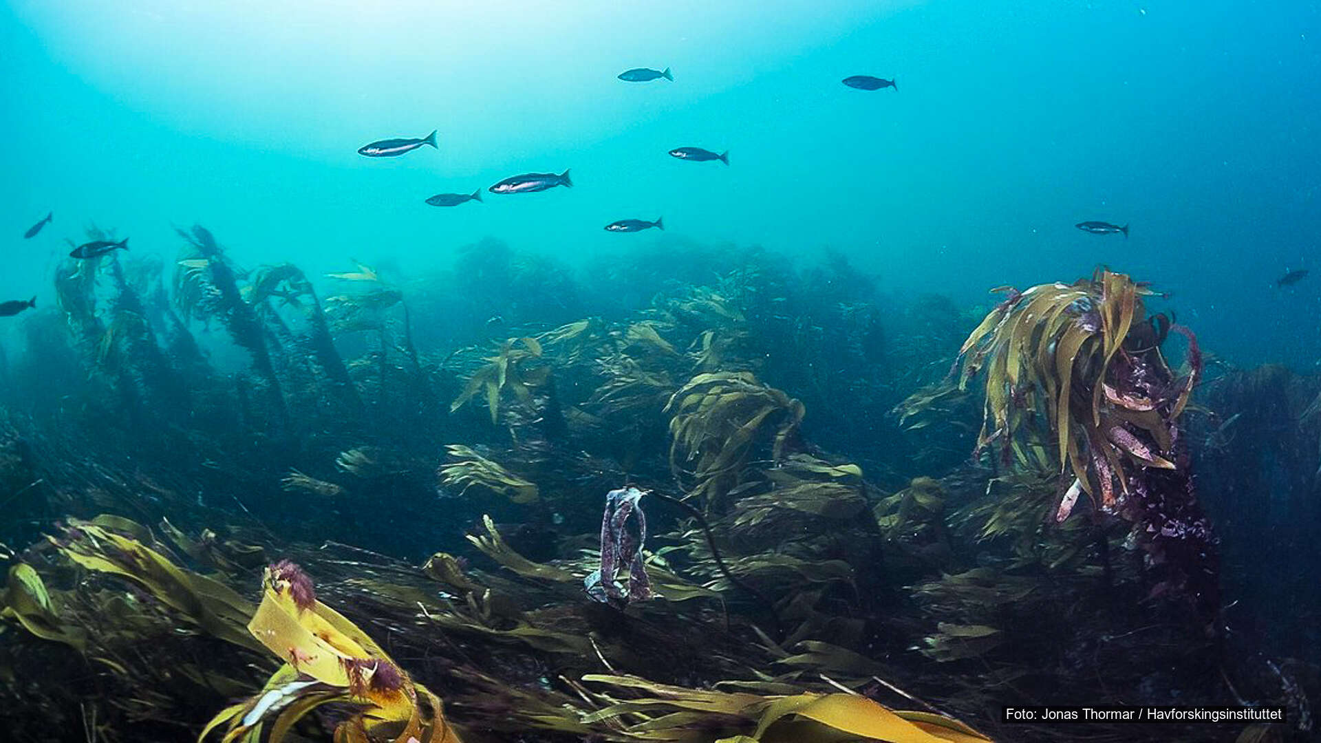 Tangsamfunn: Tangens undersjøiske skoger
